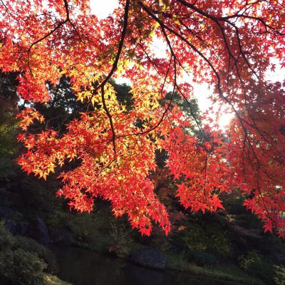 紅葉を観に行きました