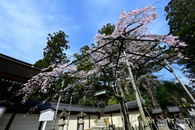 上棟前足場組み　「Ｍ歯科医院様」