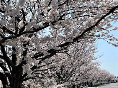 平屋のお家