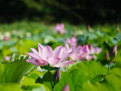 地縄張り
